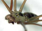 Pholcus phalangioides