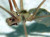 Pholcus phalangioides
