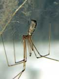 Pholcus phalangioides