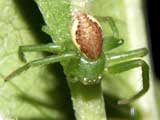 Diaea dorsata