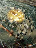 Araneus quadratus