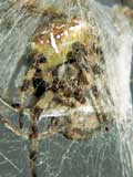 Araneus quadratus