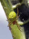 Araniella cucurbitina