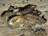 Anyphaena accentuata
