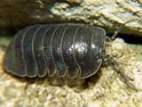 Armadillidium vulgare