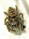 Carrhotus xanthogramma