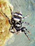 Salticus scenicus