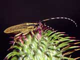 Agapanthia villosoviridescens