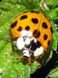 Harmonia axyridis