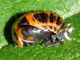 Harmonia axyridis