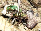 Cicindela campestris