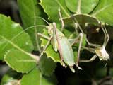 Tettigoniinae
