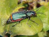 Malachius bipustulatus
