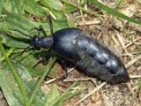 Meloe proscarabaeus
